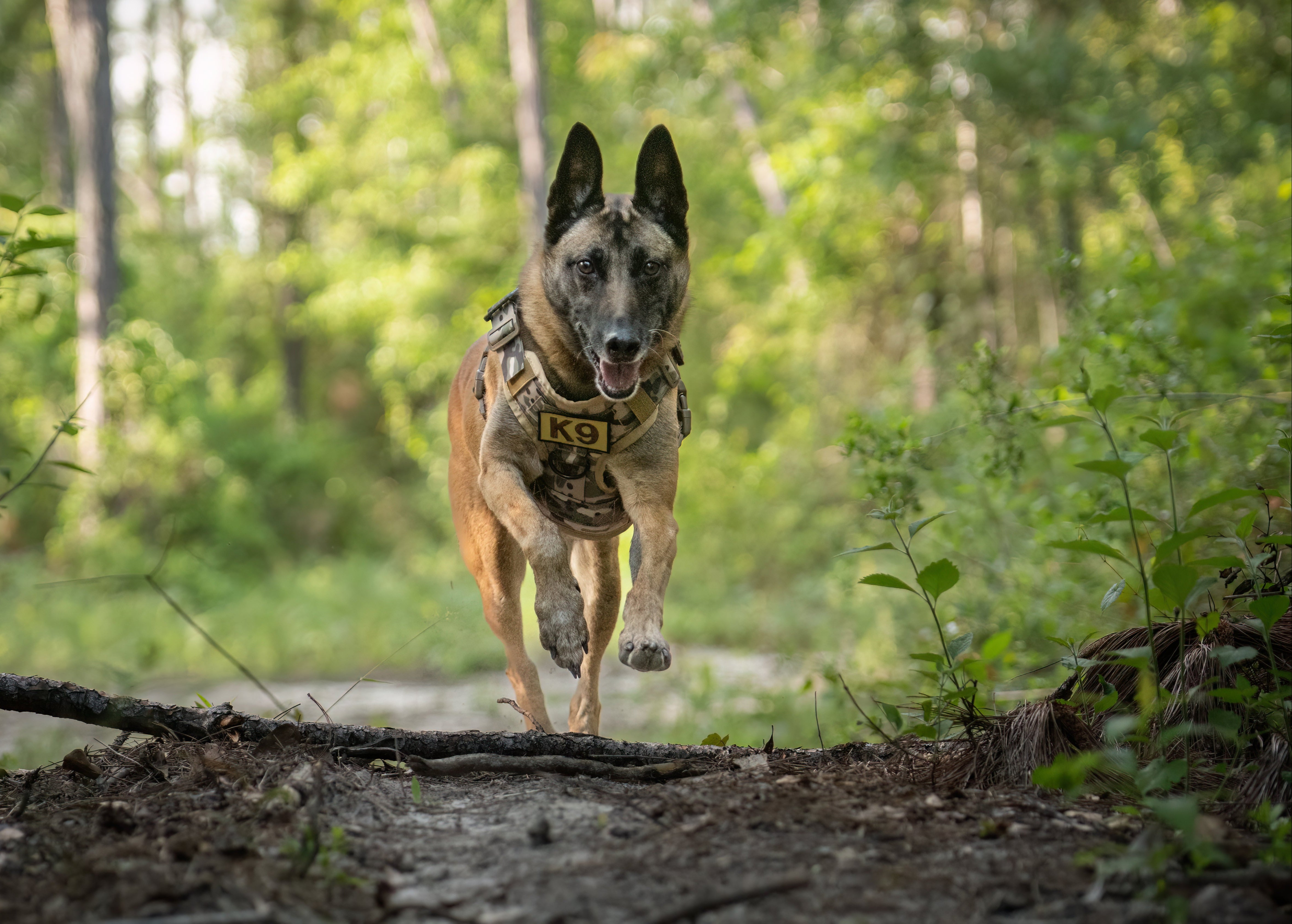 STRIKER™ Military-Grade Tactical No-Pull Harness V4