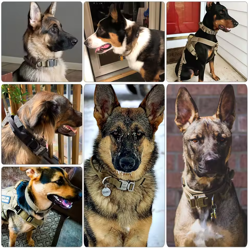 RANGER™ Reinforced Tactical Collar