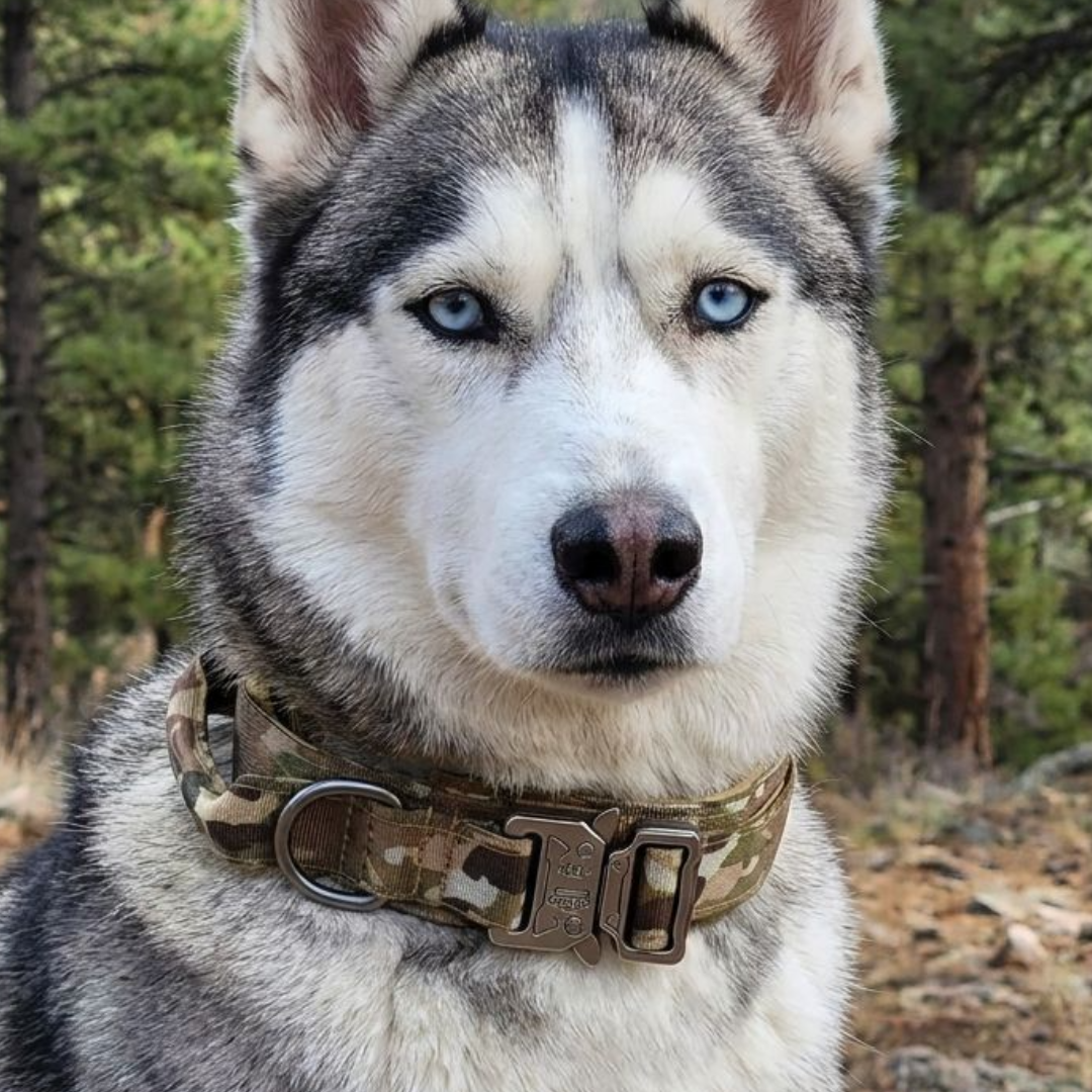RANGER™ Reinforced Tactical Collar