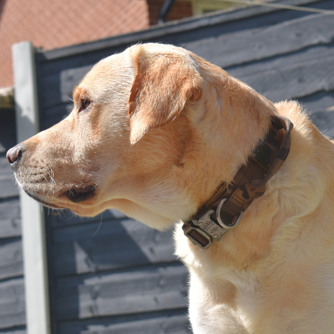 RANGER™ Reinforced Tactical Collar