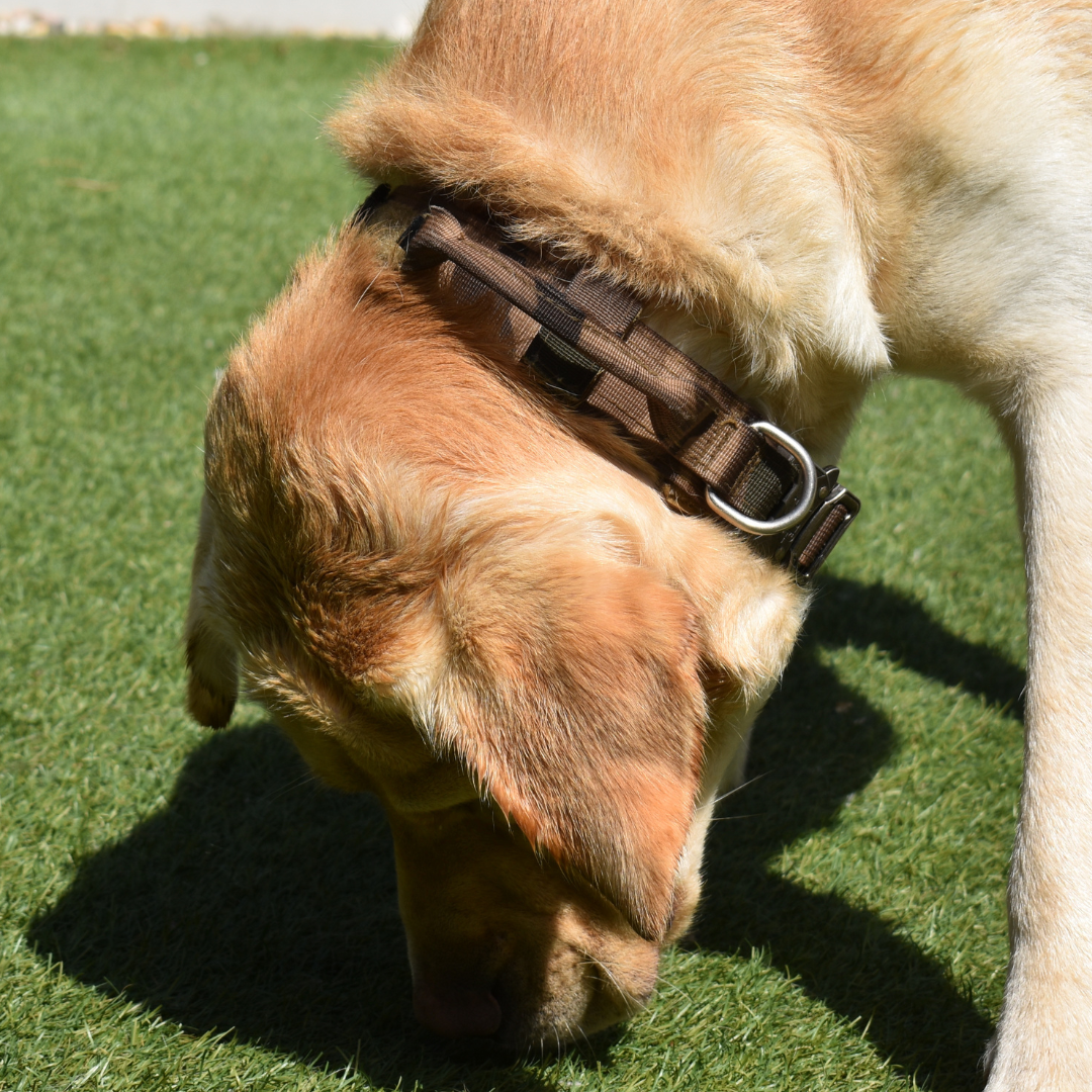 RANGER™ Reinforced Tactical Collar
