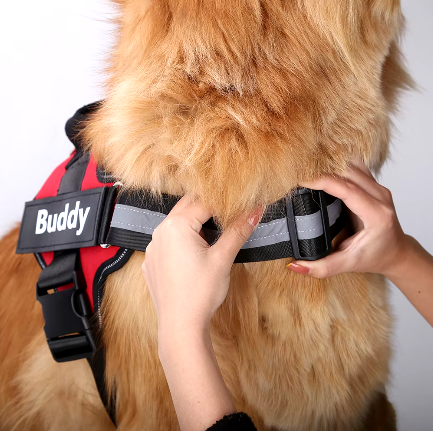 Reflective No-Pull Personalized Harness