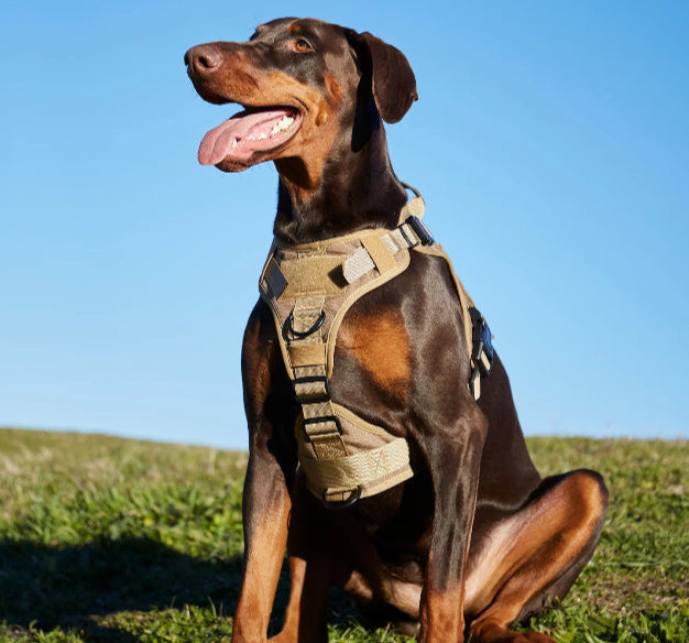 Striker Military-Grade Tactical No-Pull Harness V4